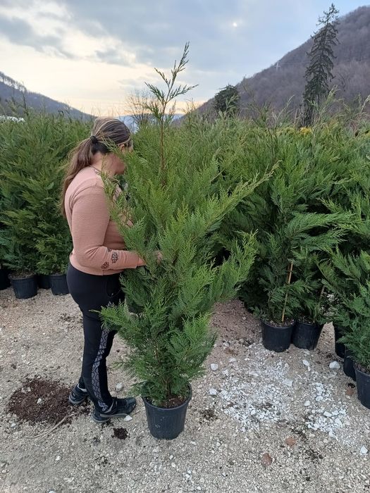 Gard viu Catalpa Leylandii Chiparos  Mesteacăn