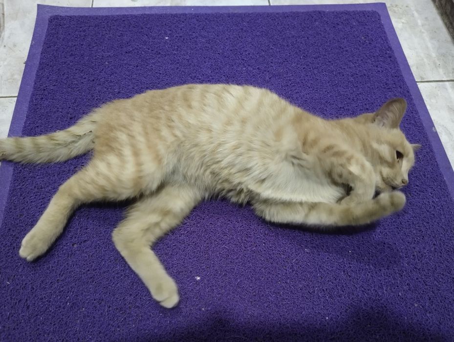 Возьмите кошку, добрые люди.