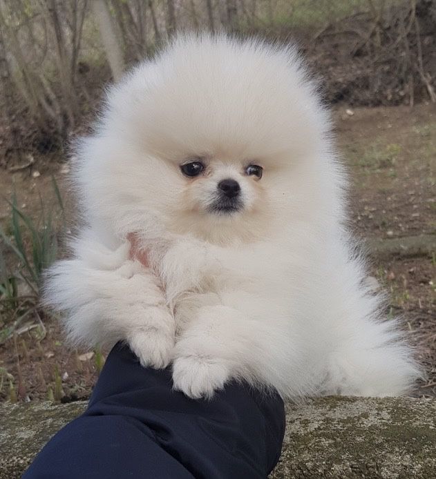 Померани момиче и момче