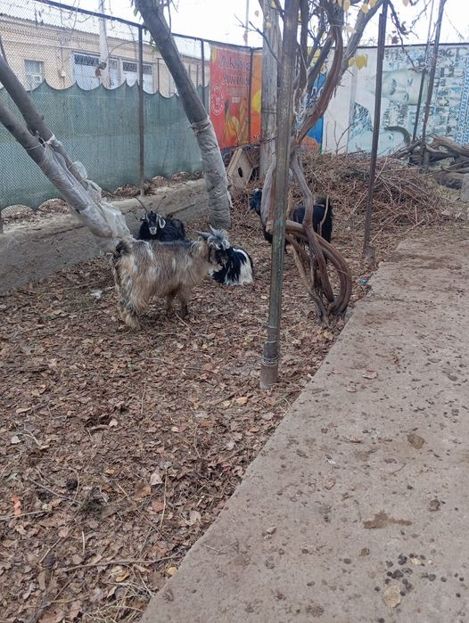 Эчки сотилади ейиши яхши соглом