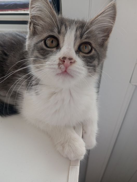 Котёнок мальчик ищет заботливые руки!