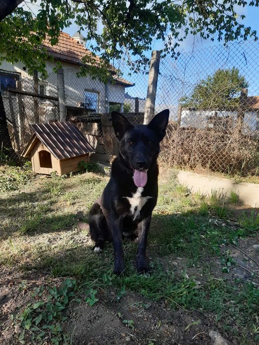 Ofer caine spre adoptie