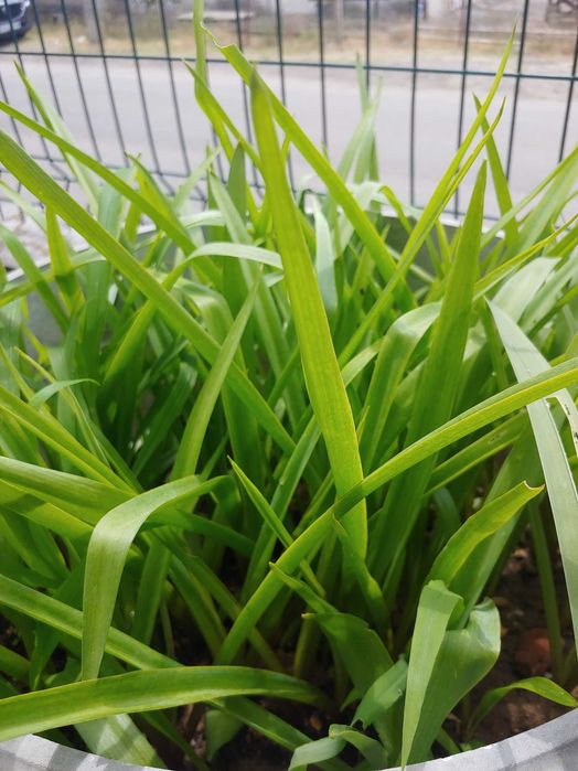 Тубероза (Polianthes tuberosa) 1бр./ 1 евро