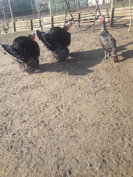 Vând curci și bibilici