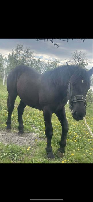 Cal de vânzare – 1 an