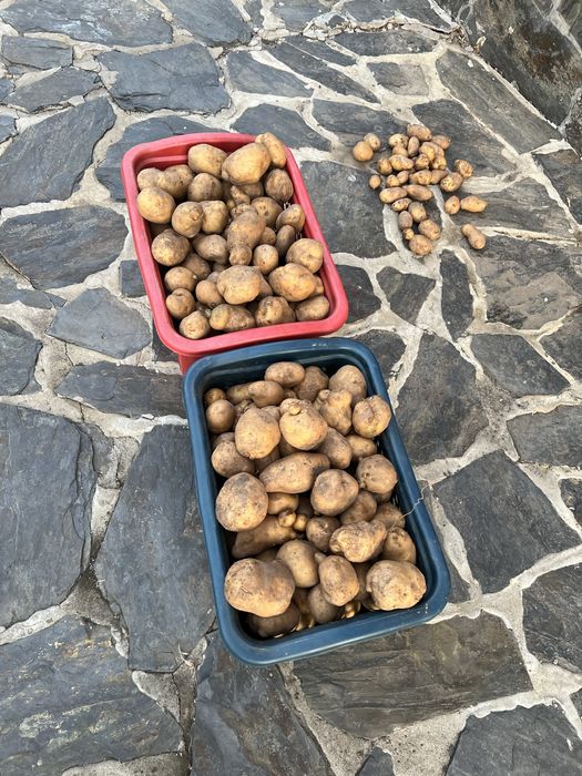 Продам картошку желтую