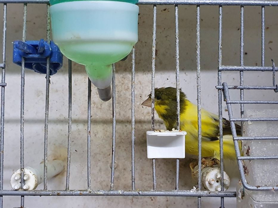 Vând canari Slavujari diferite culori din crescătorie proprie