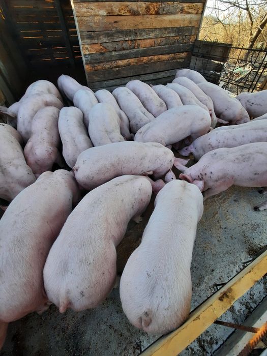 Свободни малки прасета