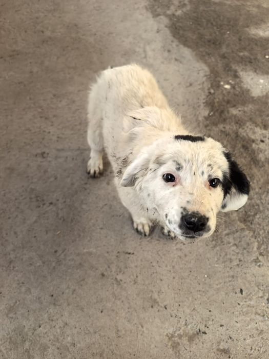 Отдам щенка от русской спаниель