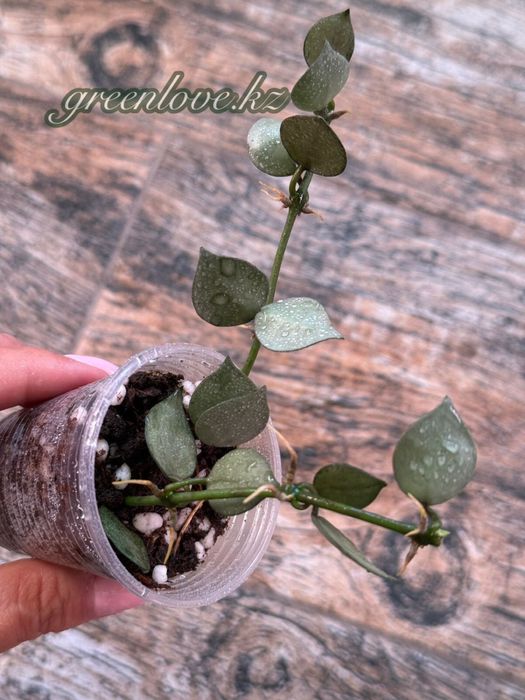 Коллекционные хойи разных сортов