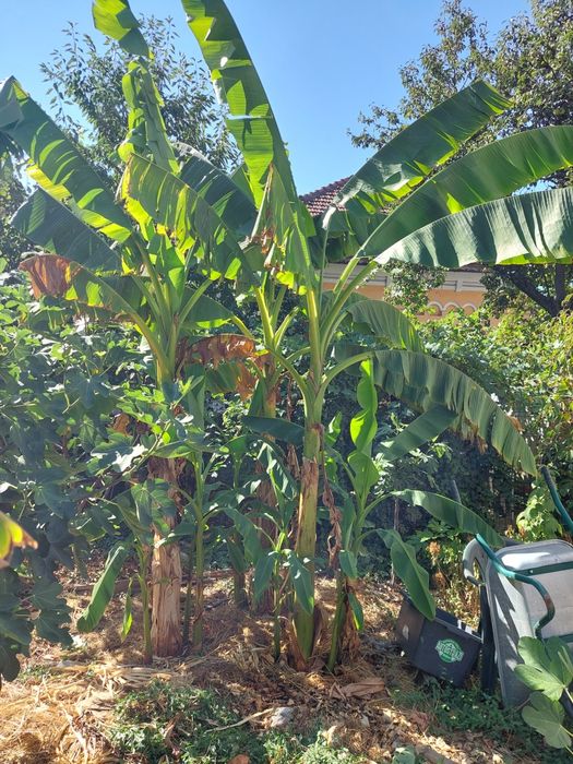 Bananieri de vânzare