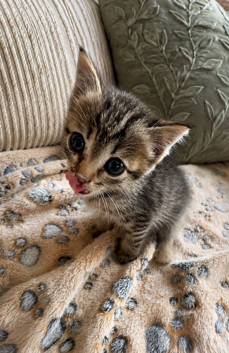 Котенок 1,5 месяца мальчик