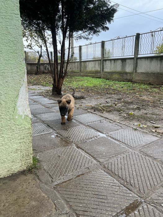 Белгийска овчарка