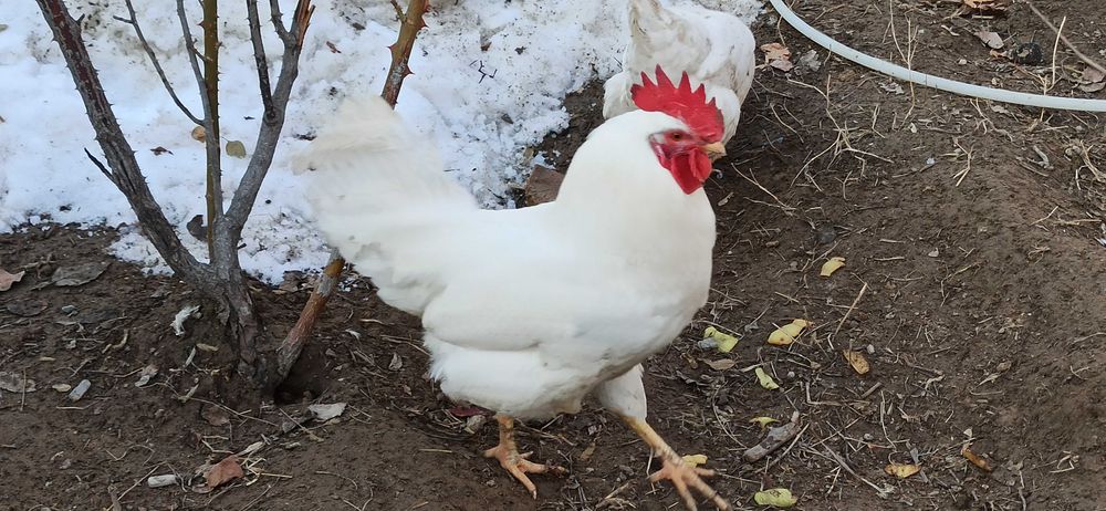 Қораз / петух сатылады