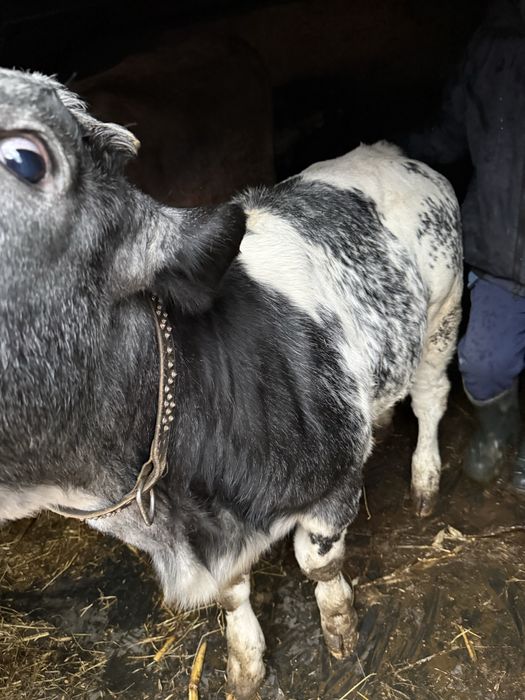 Vand vițea de carne