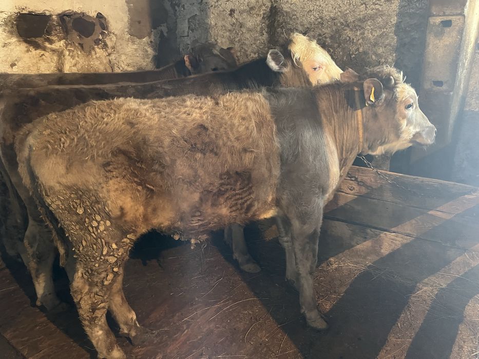 Продам бычки. 1год