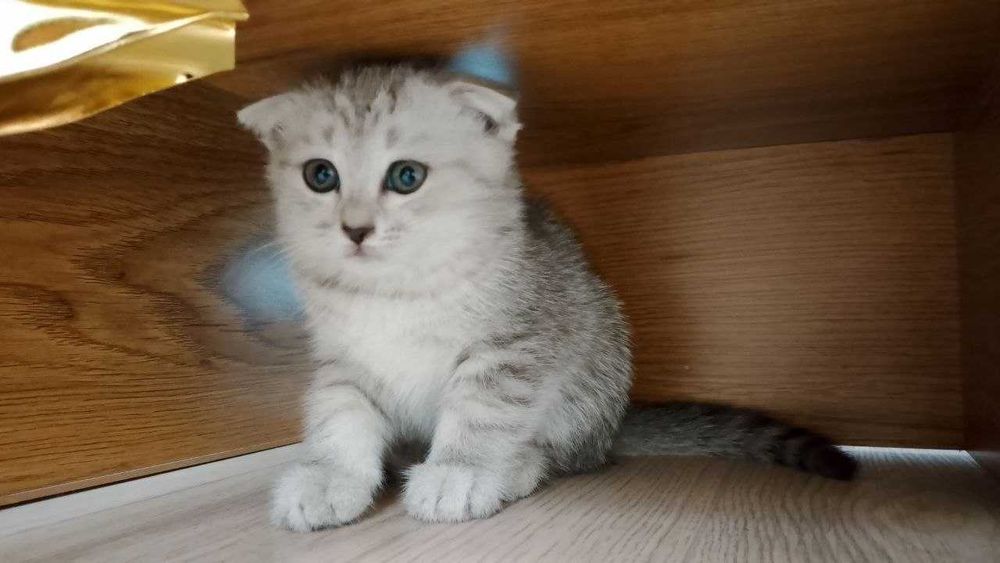 Котята скоттиш фолд и страйт