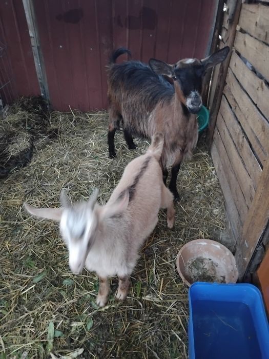 Vand capra alpina franceza