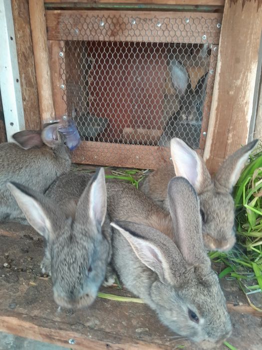 Кроль,ата  кролики
