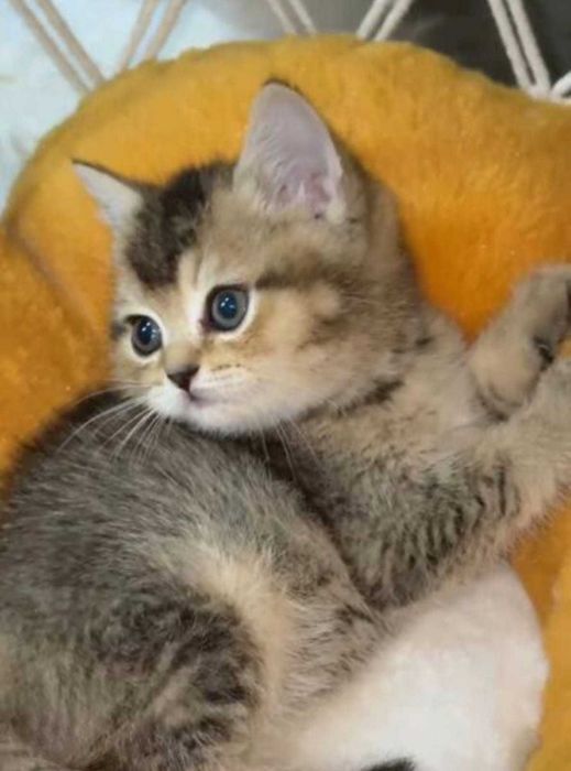 Британские котята