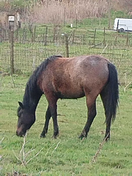 Vind minzã nepusă la ham