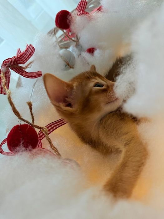 Абиссинские котята