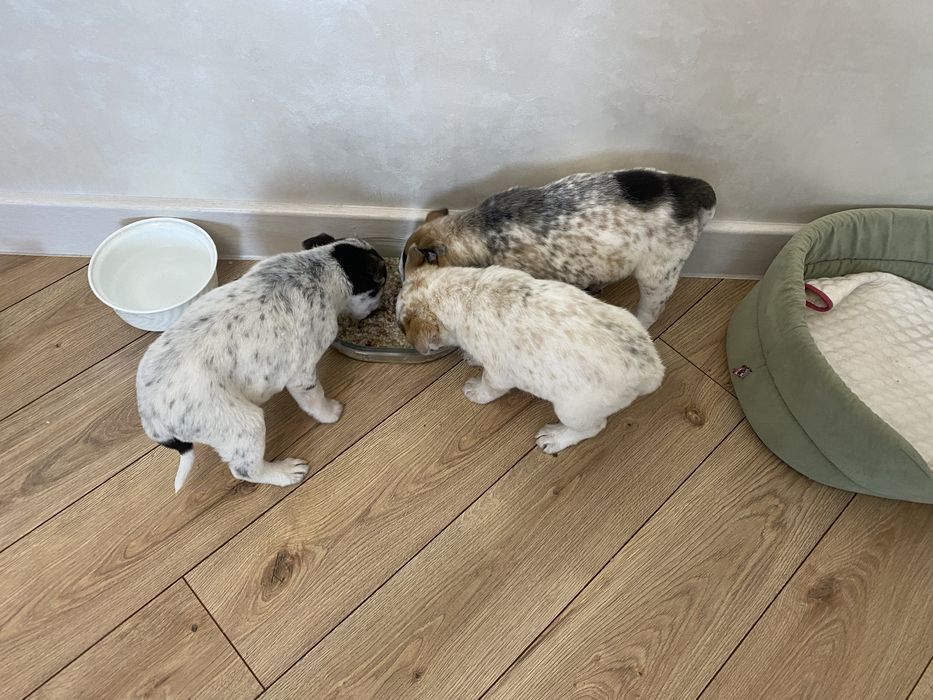 Щенок кобель помесь