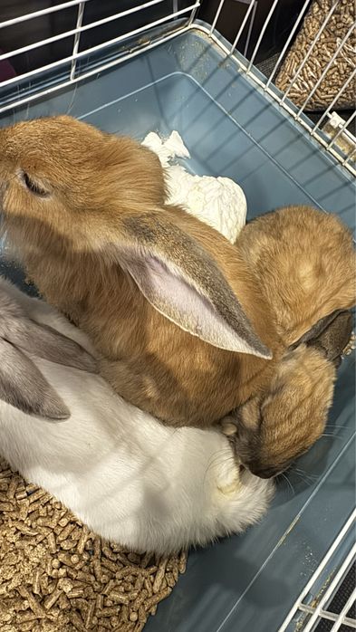 кролики 3 месяца