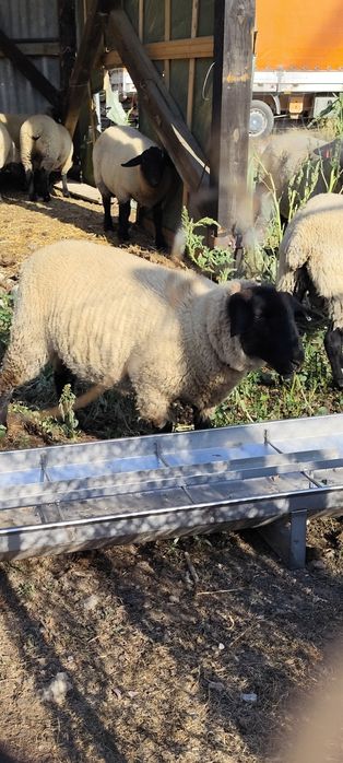 Mielute suffolk si berbec