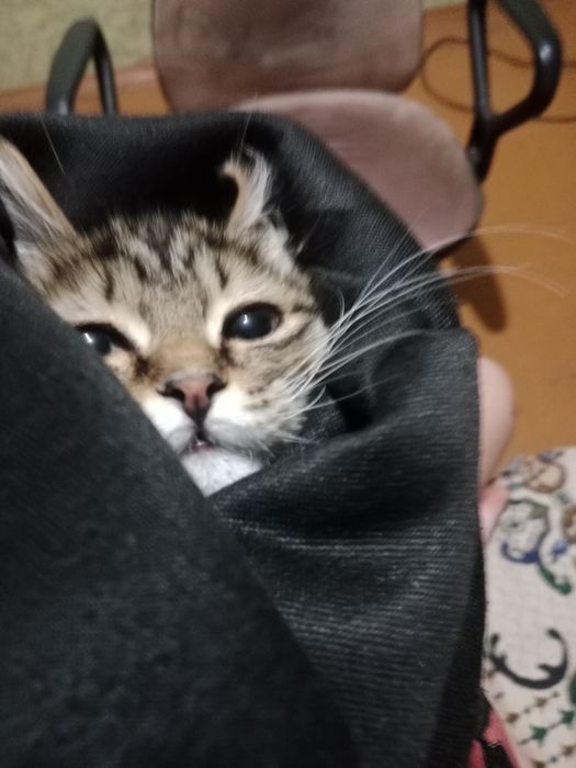 Отдам кота в самые лучшие руки