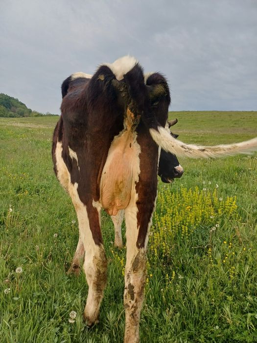 Vaca de vanzare ..