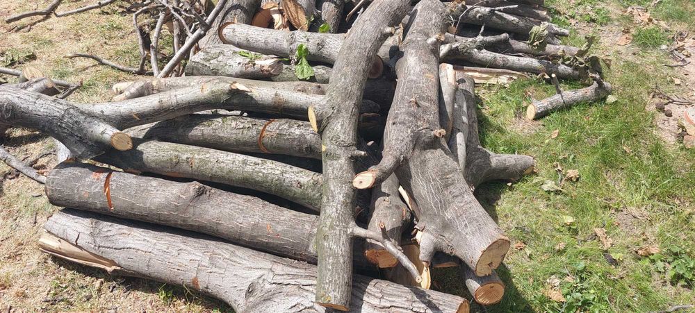 Орехов материал на трупи