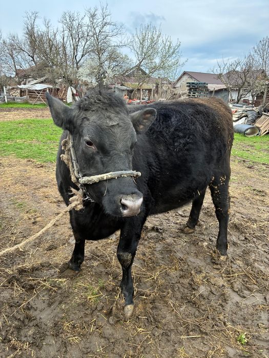 Angus pentru sacrificat