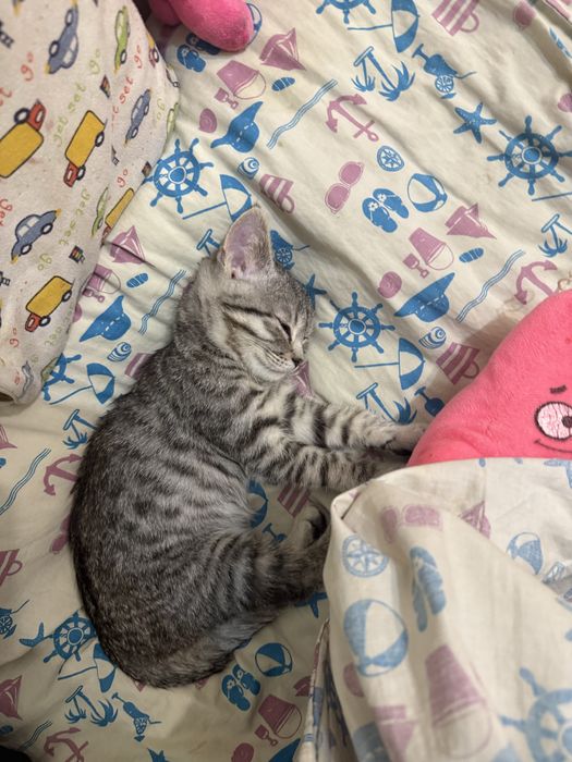 Продам ласковую кочешку 10000