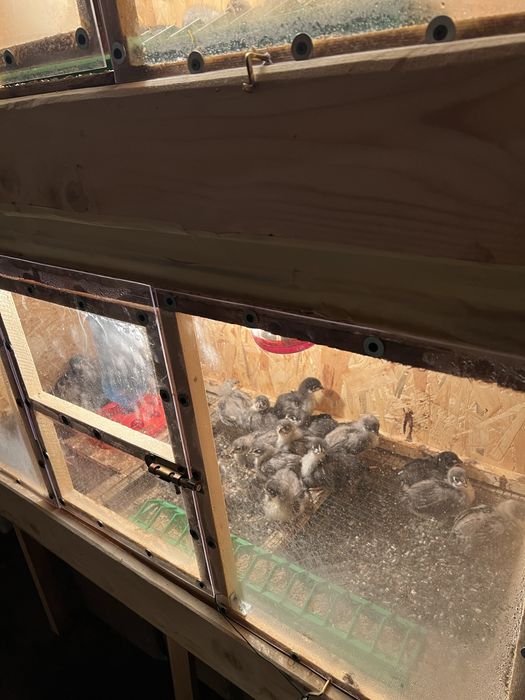 Pui australorp negru si albastru