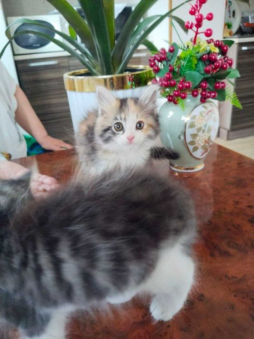 Трехцветки котята в добрые руки