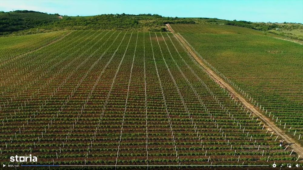 Vie Vanzare Podgoria Dealu-Mare, Boldesti-Scaeni, Prahova - 15,39 ha