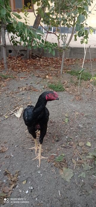 Juja sotiladi. 6 oylik jujalar. Kulangi