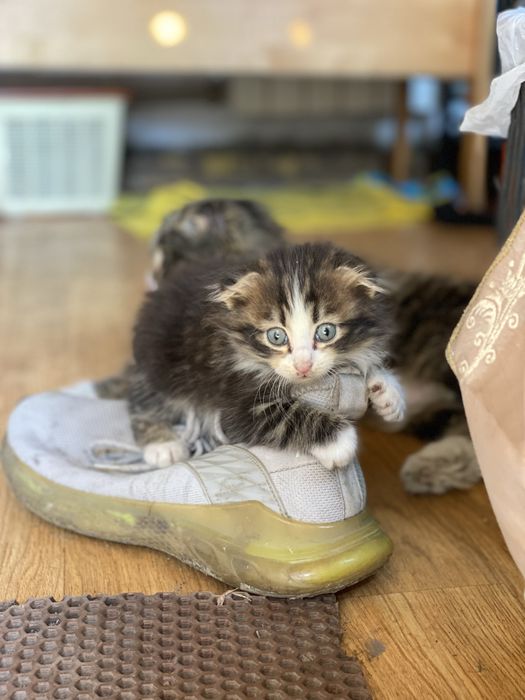 Вислоухие котята