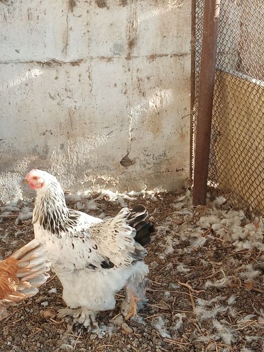 Брама товуклар сотилади