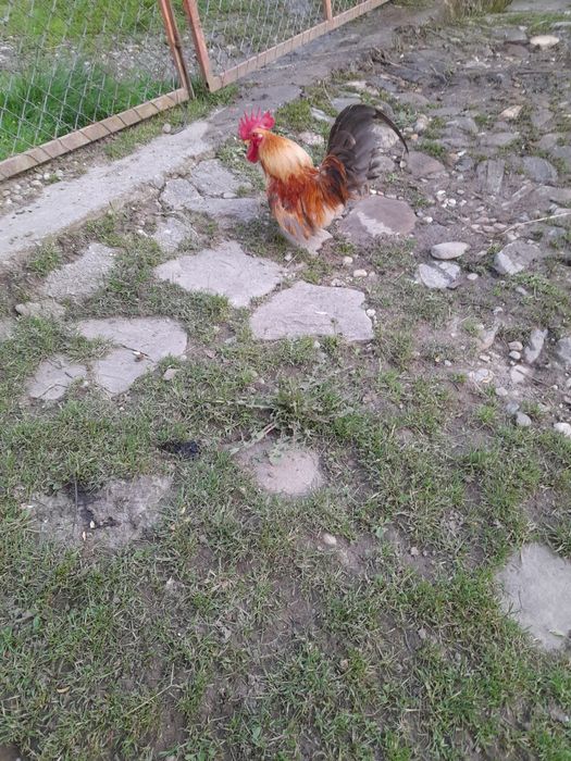 Chabo de Columbia am 2 si un cocoș de matase japoneza