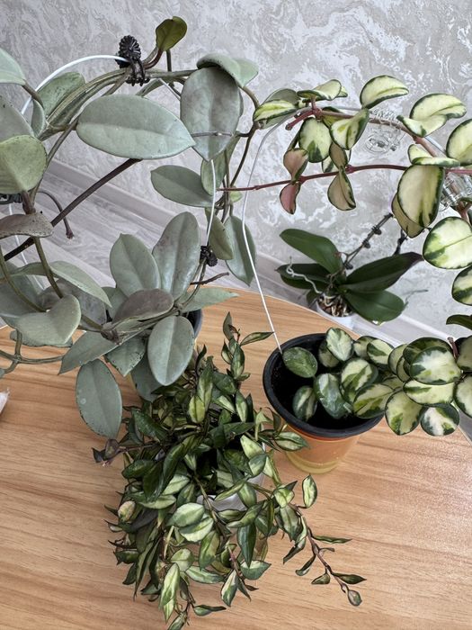 Продам срещы хой( матильда, хашкелиана, эскимо)