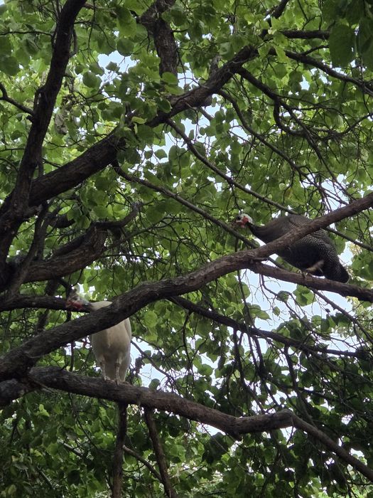 Сесарики иккита сотилади