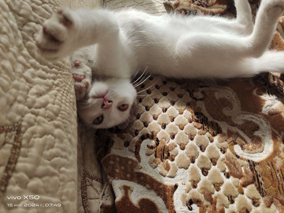 Отдам котят 4 месячных