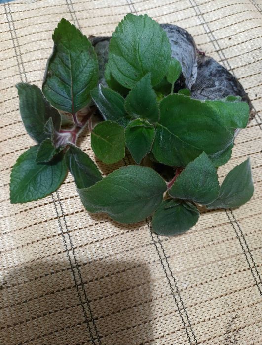 Kohleria , 8 butasi cu Radacina -culori mixte