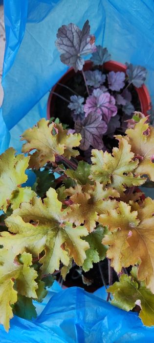 Гейхеры многолетние растения