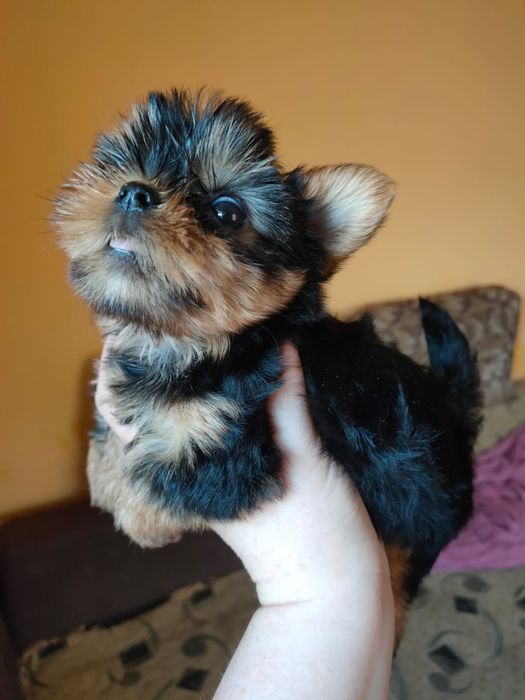 Йоркширский терьер