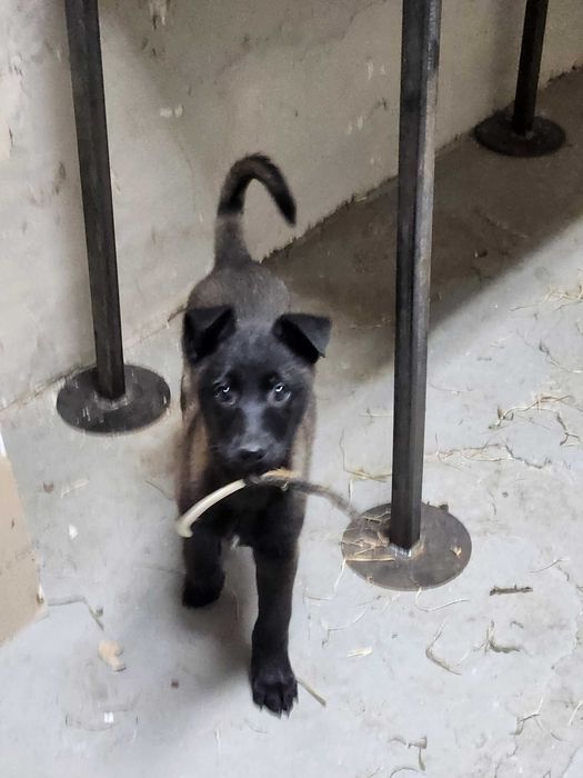 Ciobanesc belgian Malinois cu pedigree