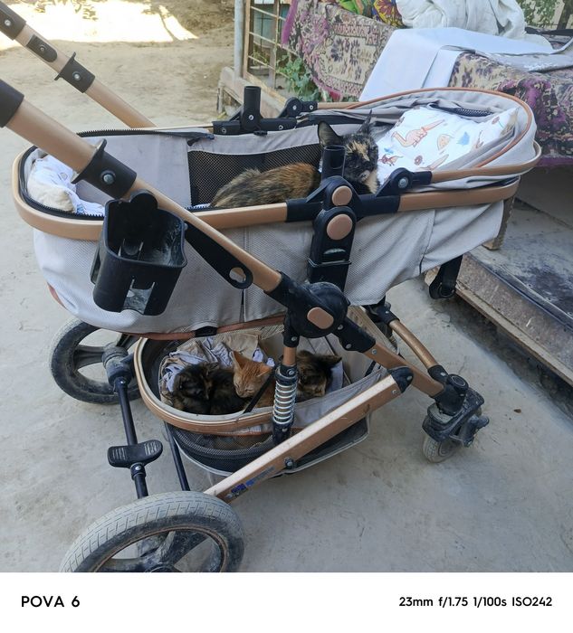 Пышыклар бесплатный бериледи