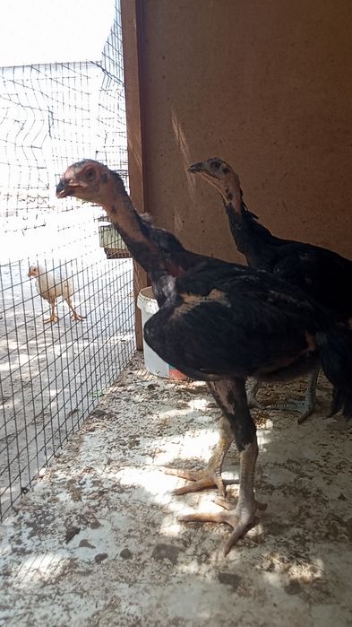 Kafolati bor kelishamz